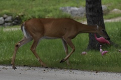 Odocoileus virginianus borealis