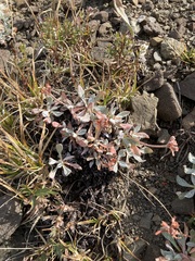 Eriogonum androsaceum
