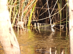Fulica rufifrons
