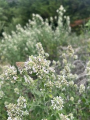 Callophrys gryneus