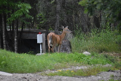 Odocoileus virginianus borealis
