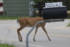 Odocoileus virginianus borealis