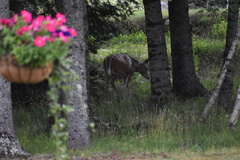 Odocoileus virginianus borealis