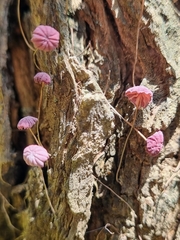 Marasmius haematocephalus