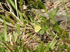 Eurema smilax