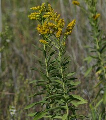 Solidago missouriensis