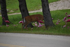 Odocoileus virginianus borealis
