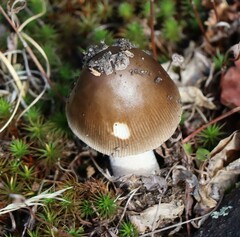 Amanita rhacopus