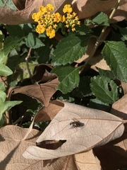 Lucilia coeruleiviridis