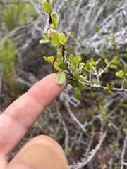 Rhamnaceae