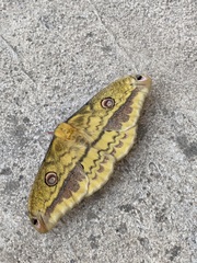 Copaxa lavenderohidalgensis