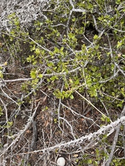 Rhamnaceae