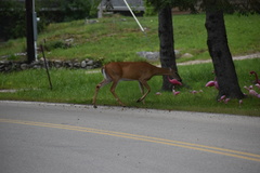 Odocoileus virginianus borealis