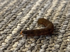 Callopistria floridensis