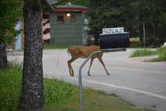 Odocoileus virginianus borealis
