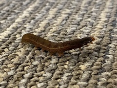 Callopistria floridensis