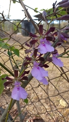 Encyclia cordigera image