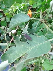 Leptoglossus gonagra