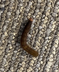 Callopistria floridensis