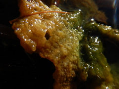 Pectinatella