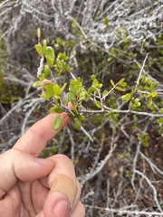 Rhamnaceae