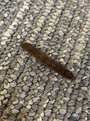 Callopistria floridensis