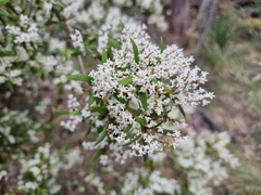 Leucopogon affinis