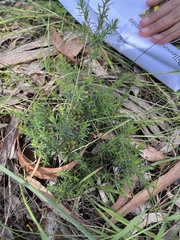 Hibbertia exutiacies