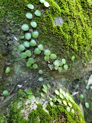 Lemmaphyllum microphyllum