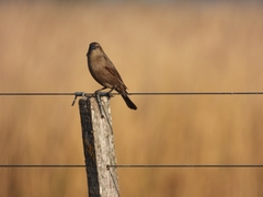 Agelaioides badius