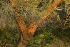 Prosopis alba