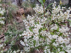 Leucopogon affinis