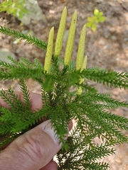 Dendrolycopodium hickeyi