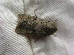 Euxoa tessellata