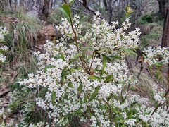 Leucopogon affinis