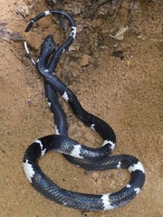 Pseudoboa nigra