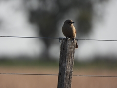 Agelaioides badius