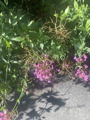 Centranthus ruber