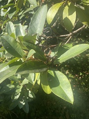 Frangula californica