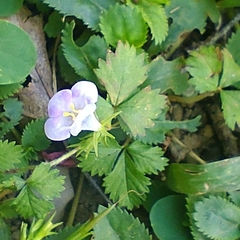 Bonnaya ruelloides