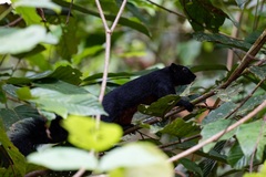 Callosciurus prevostii