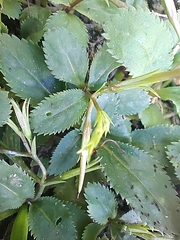Bonnaya ruelloides