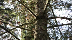 Myioborus miniatus
