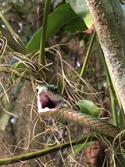 Leptophis ahaetulla marginatus