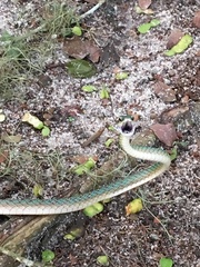 Leptophis ahaetulla marginatus