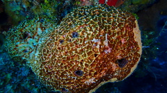 Ircinia felix