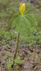 Trillium luteum