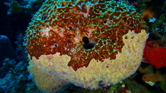 Ircinia felix