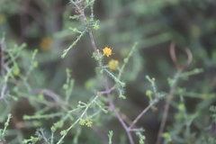 Acacia galioides