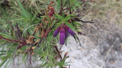 Penstemon gentianoides